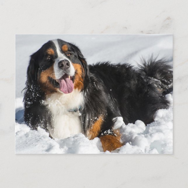 Lycklig Bernese Mountain Hund in Winter Snö Vykort (Framsida)
