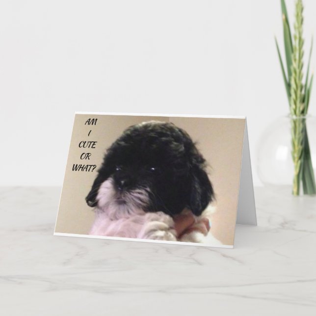 LYCKLIG ’BIRTHDAY’ FROM CUTE SHIH TZU VALP KORT (Framsida)
