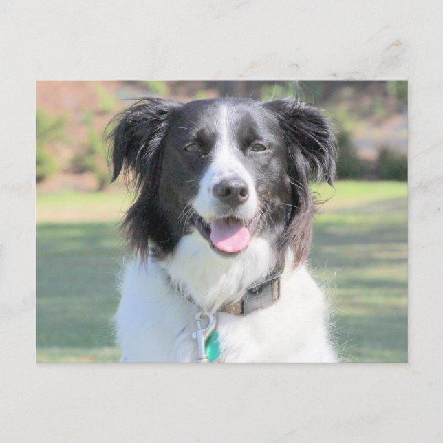 Lycklig Black and White Hund Closeup Vykort (Framsida)