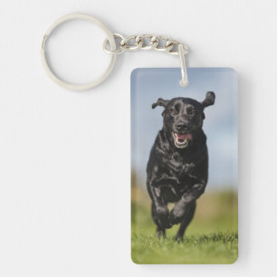 Lycklig Black Labrador Retriever Running