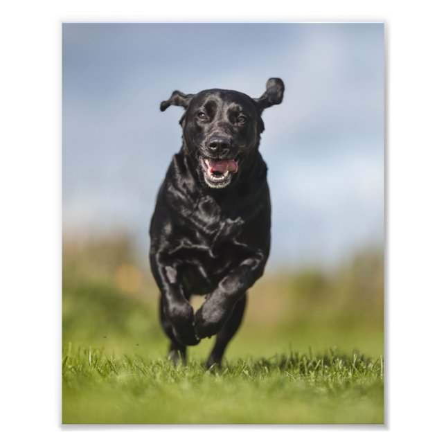 Lycklig Black Labrador Retriever Running Fototryck (Framsidan)