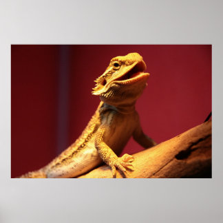 Lycklig-böjd draken poster