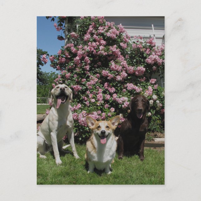 Lycklig Boys Vykort (Framsida)