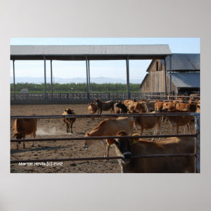 Lycklig California Cows Poster