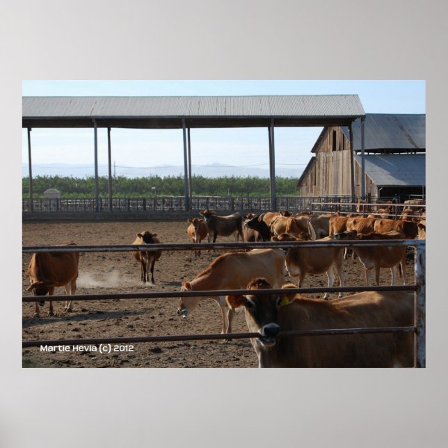 Lycklig California Cows Poster (Framsidan)