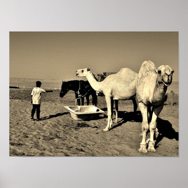 Lycklig Camel Poster (Framsidan)