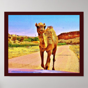 Lycklig Camel Poster
