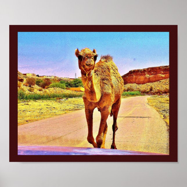 Lycklig Camel Poster (Framsidan)