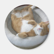 Lycklig Cat