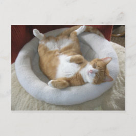 Lycklig Cat Vykort