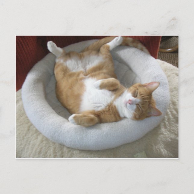 Lycklig Cat Vykort (Framsida)