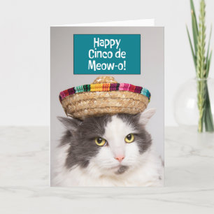 Lycklig Cinco De Mayo Funny Cat i Sombrero Humor Helgkort