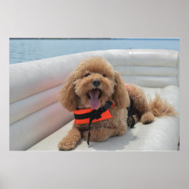 Lycklig Cockapoo Hund on Pontoon Boat Smiles Poster