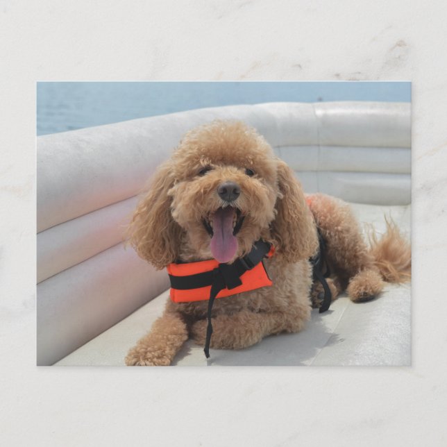 Lycklig Cockapoo Hund on Pontoon Boat Smiles Vykort (Framsida)