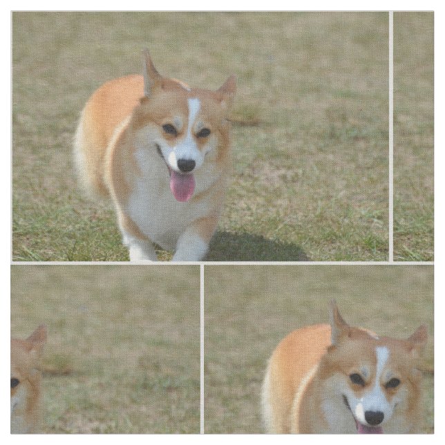 Lycklig Corgi Tyg (Närbild)