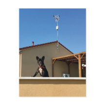 Lycklig Cute Fransk Bulldog-vykort