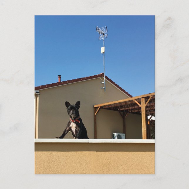 Lycklig Cute Fransk Bulldog-vykort Vykort (Framsida)