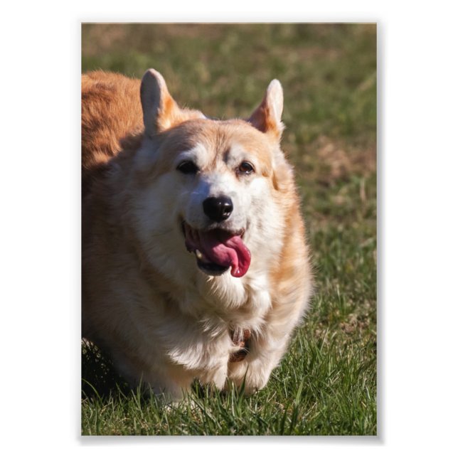 Lycklig Dam (Corgi) Fototryck (Framsidan)
