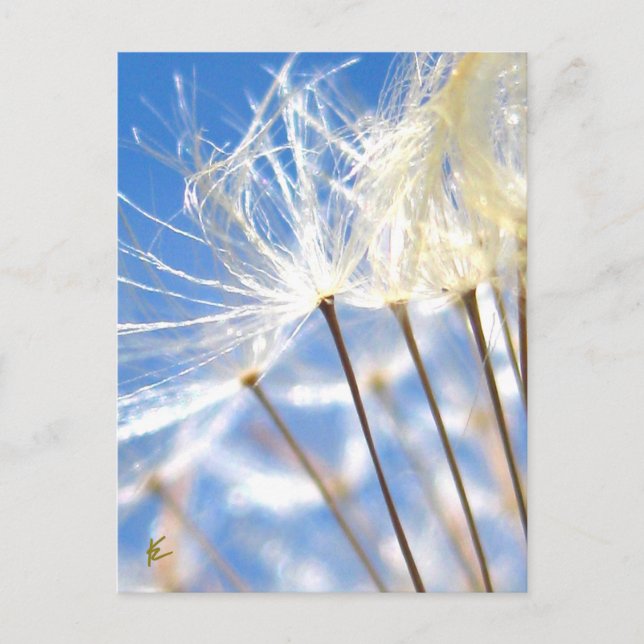 Lycklig, Dancing, Dandelion Poof, Stories in Natur Vykort (Framsida)