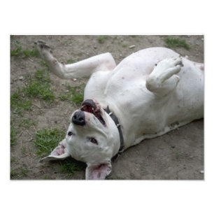 Lycklig Dogo Argentino Girl Fototryck