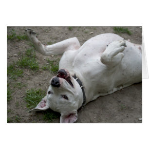 Lycklig Dogo Argentino Girl Hälsningskort