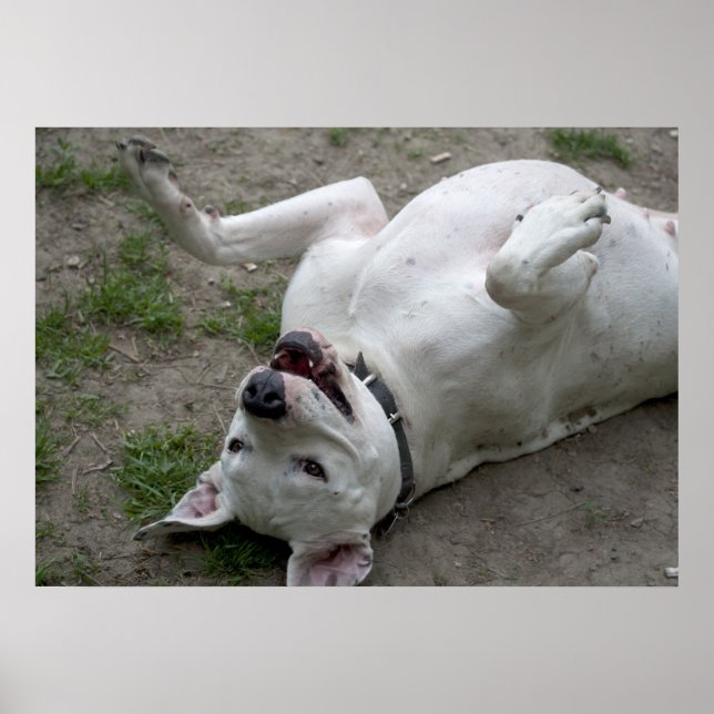 Lycklig Dogo Argentino Girl Poster (Framsidan)