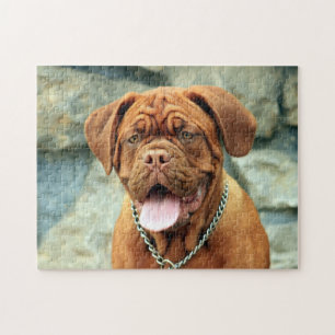 Lycklig Dogue de Bordeaux Pussel