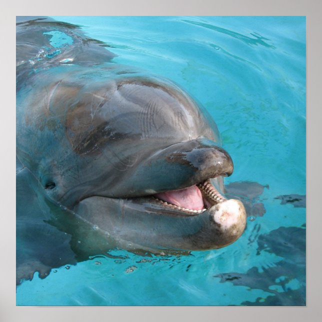 Lycklig Dolphin Poster (Framsidan)