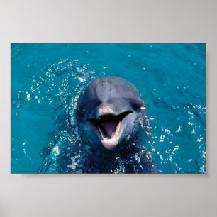 Lycklig Dolphin Poster