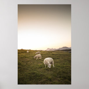 Lycklig får poster