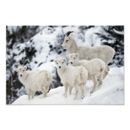 Lycklig fårfamilj fototryck