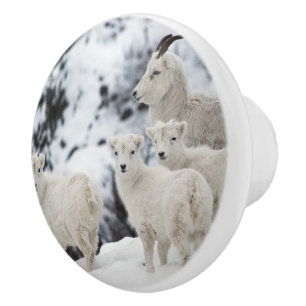 Lycklig fårfamilj knopp