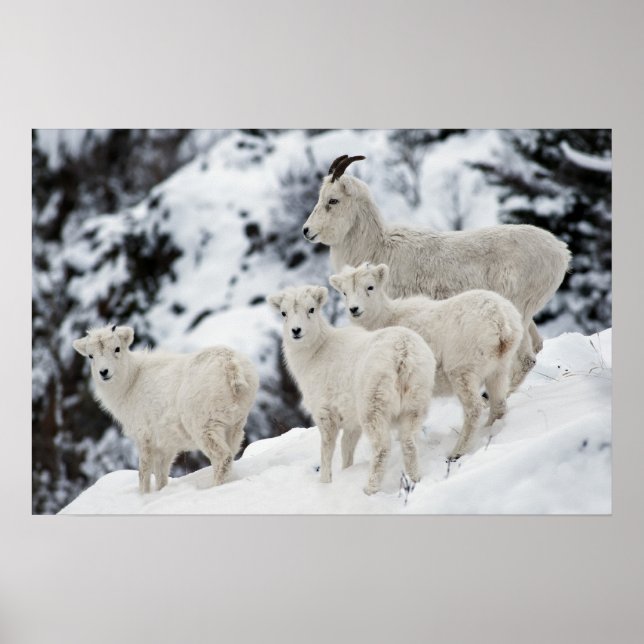 Lycklig fårfamilj poster (Framsidan)