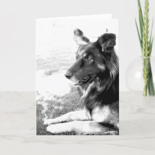 Lycklig Fars dag belgiskt skepherd Hund Card Kort