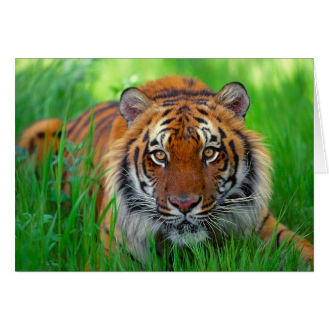 Lycklig Fars dag Hälsningskort (Framsidan Horizontal)