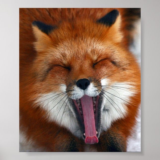 Lycklig Fox Wall Poster (Framsidan)