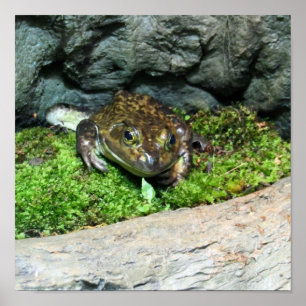 Lycklig Frog Poster