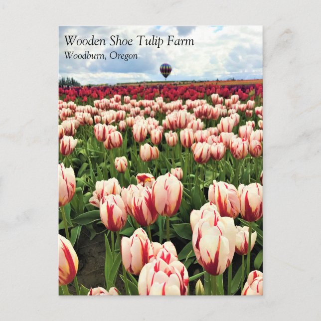 Lycklig Generation Tulip Fält, Oregon-vykort Vykort (Framsida)