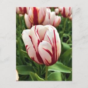 Lycklig Generation Tulip, Oregon Vykort