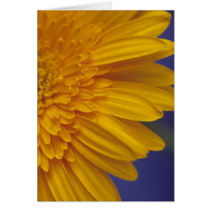 Lycklig Gerber Daisy Hälsningskort