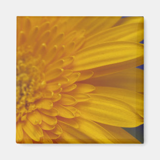 Lycklig Gerber Square Magnet