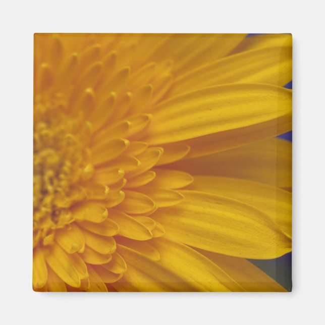 Lycklig Gerber Square Magnet (Framsidan)