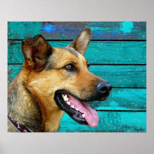 Lycklig German Shepherd Hund Poster