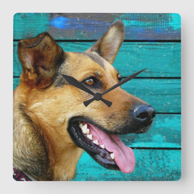 Lycklig German Shepherd Hund Rustic Teal Fyrkantig Klocka (Framsida)