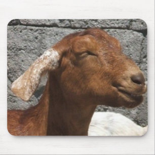 Lycklig get musmatta