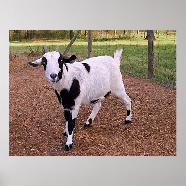Lycklig Goat Poster (Framsidan)