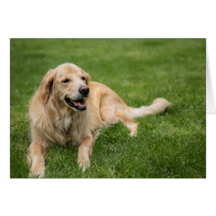 Lycklig Golden Retriever Hälsningskort