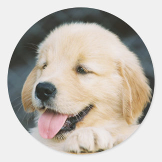 Lycklig Golden Retriever Puppy Sticker Runt Klistermärke