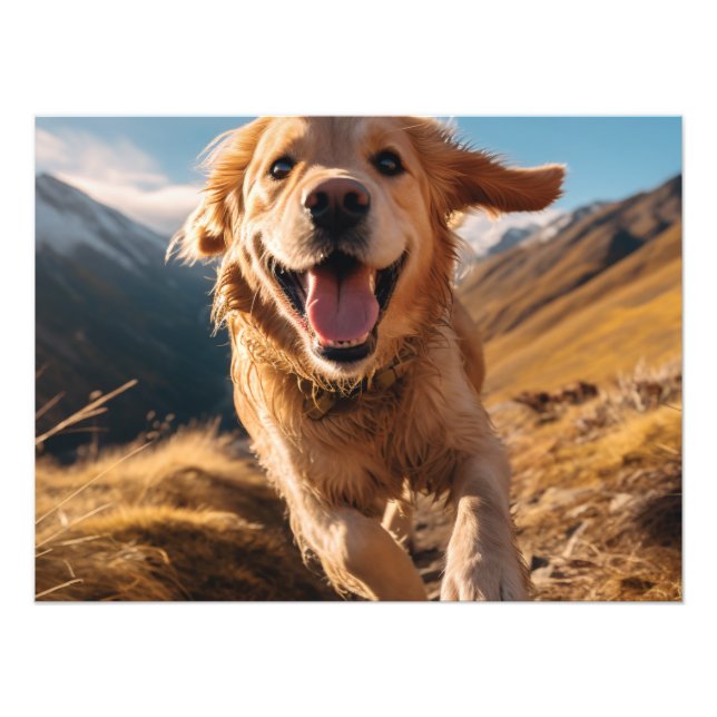 Lycklig Golden Retriever Running Fototryck (Framsidan)