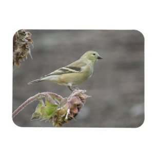 Lycklig Goldfinch och solrosmagnet Magnet